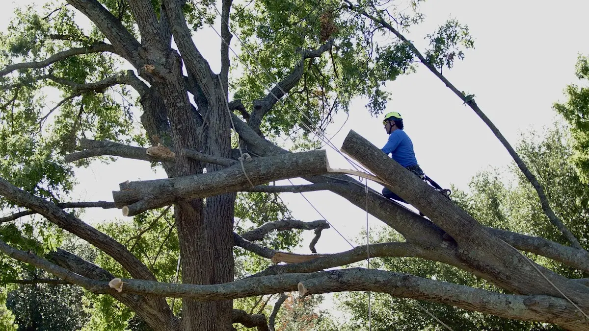 Professional Crown Thinning performed by certified arborists in Bourbon