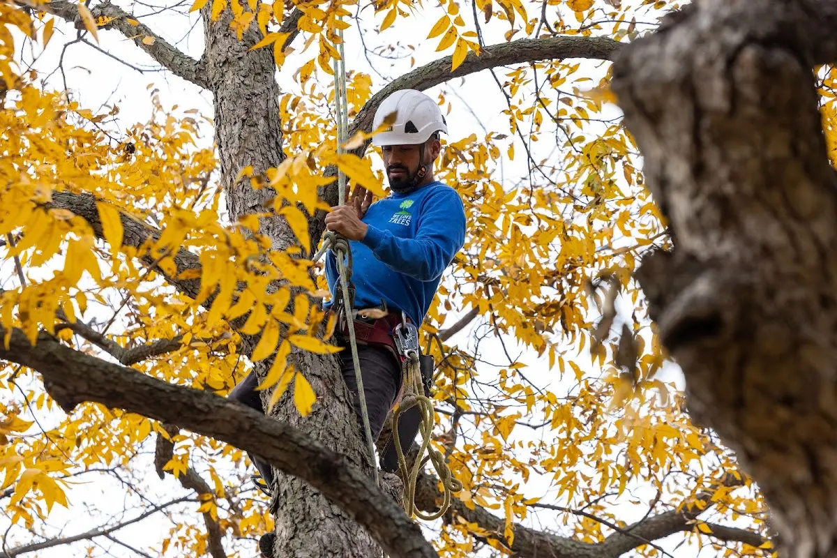 Skilled Dead Tree Removal crew working in Bourbon